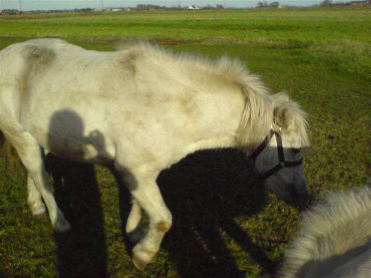 Anden særlig race Debbie - 9) Igen gammelt billede.. Fra 2005 :b billede 9