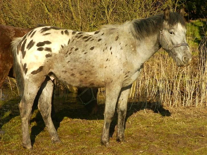 Knabstrupper Chico Dot DK - Som baby på 7 måneder billede 2
