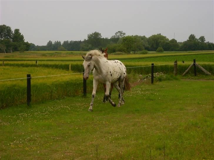 Knabstrupper Chico Dot DK - På sommerfold endnu ikke tilredet billede 3