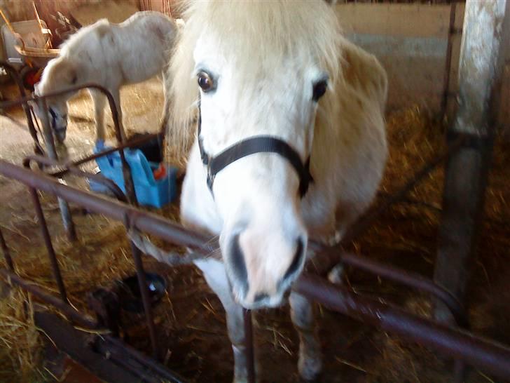 Anden særlig race Debbie - 10) Vi hygger lidt :b <33. billede 10