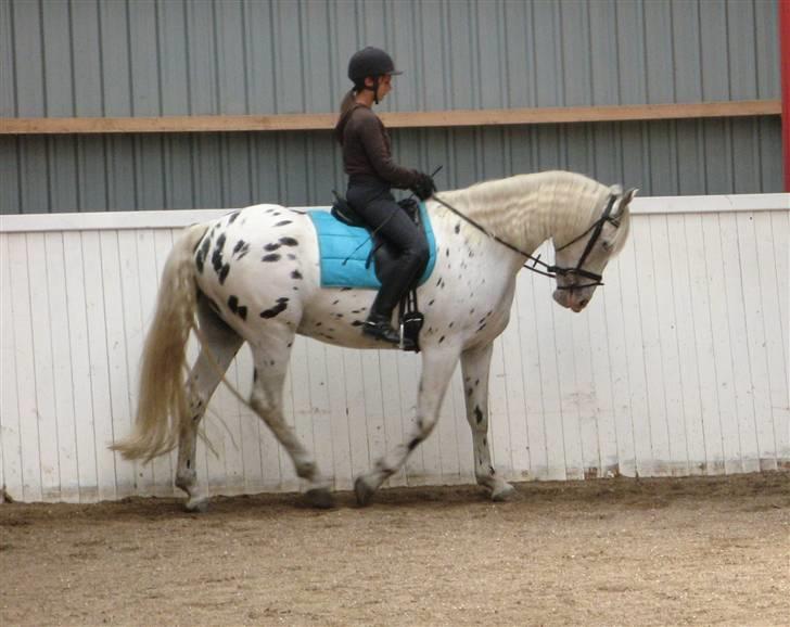 Knabstrupper Chico Dot DK - Chico rides af tidligere låner billede 4