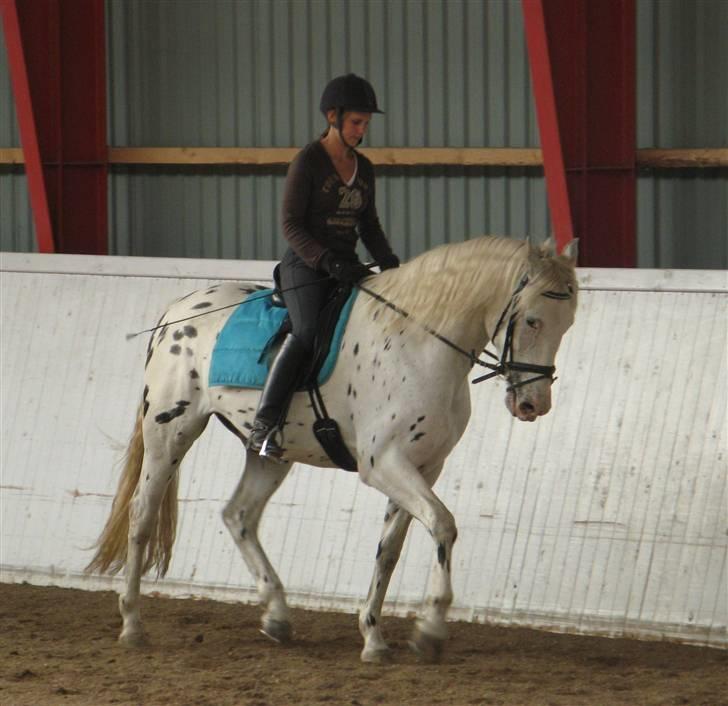 Knabstrupper Chico Dot DK - Chico rides af tidligere låner billede 5