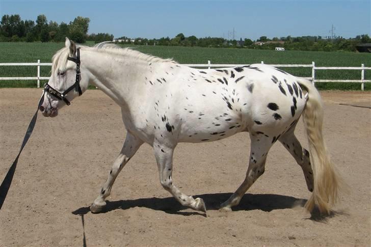 Knabstrupper Chico Dot DK - Longering billede 6