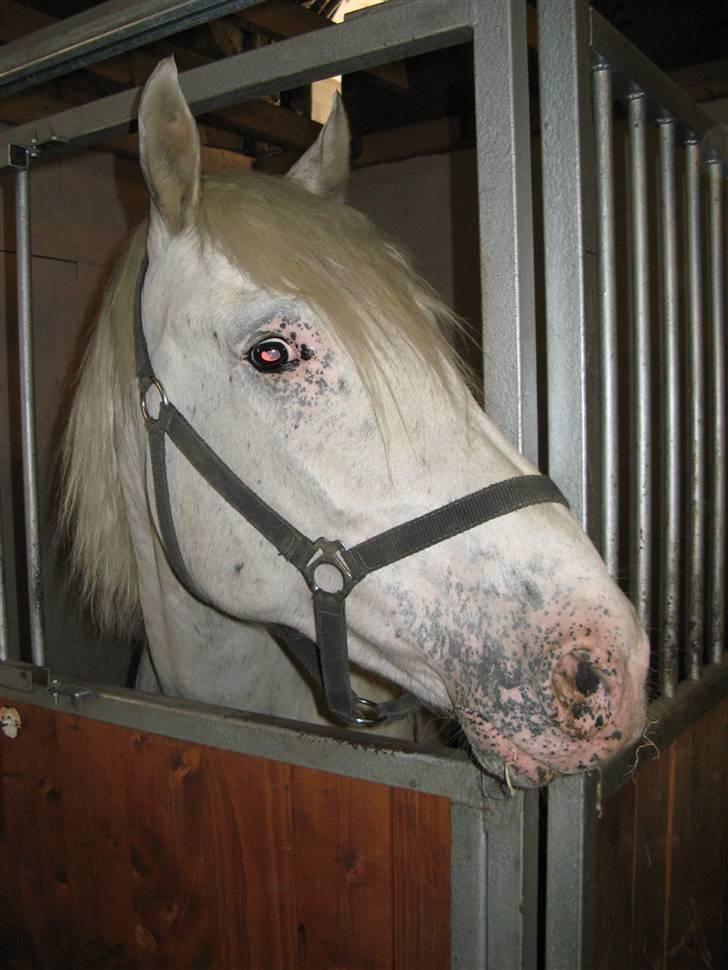 Knabstrupper Chico Dot DK - Et hovedbillede - kommer der mad? billede 7