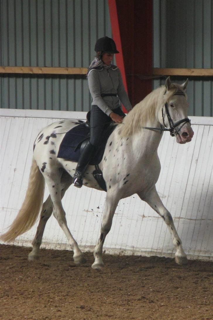 Knabstrupper Chico Dot DK - Chico rides af tidligere låner billede 8