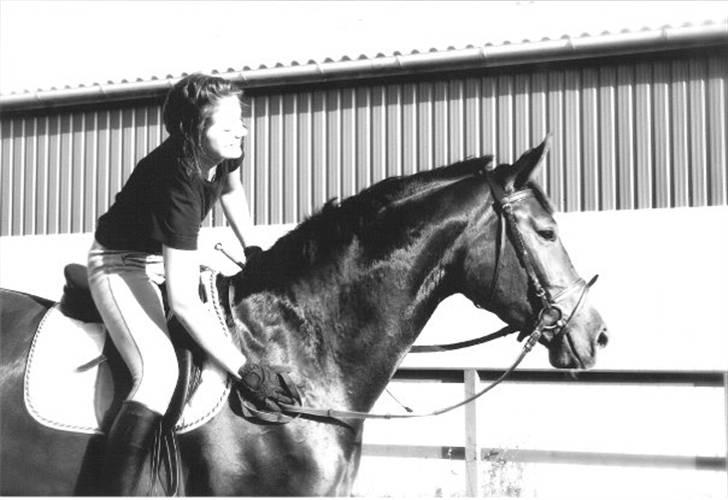 Dansk Varmblod Anneksgårds Feline - Feline, da jeg lige fik hende. Hun er 3 aar paa dette tidspunkt billede 1