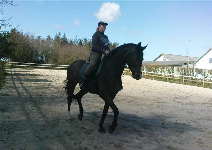 Dansk Varmblod Anneksgårds Feline - Feline i traening ved Helene Ilsø billede 3