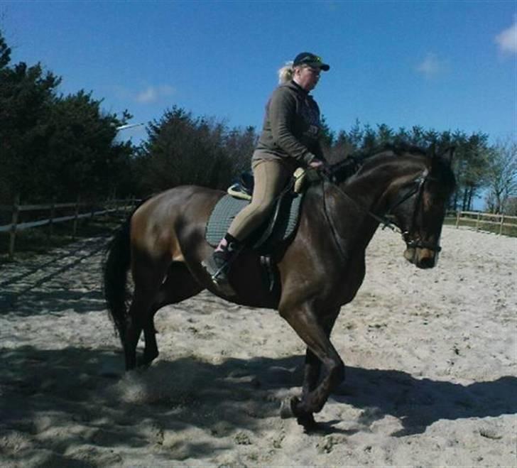 Dansk Varmblod Anneksgårds Feline billede 4