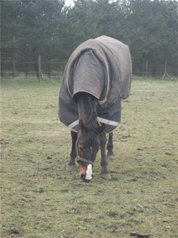 Dansk Varmblod Anneksgårds Feline - Feline elsker at vaere paa mark billede 5