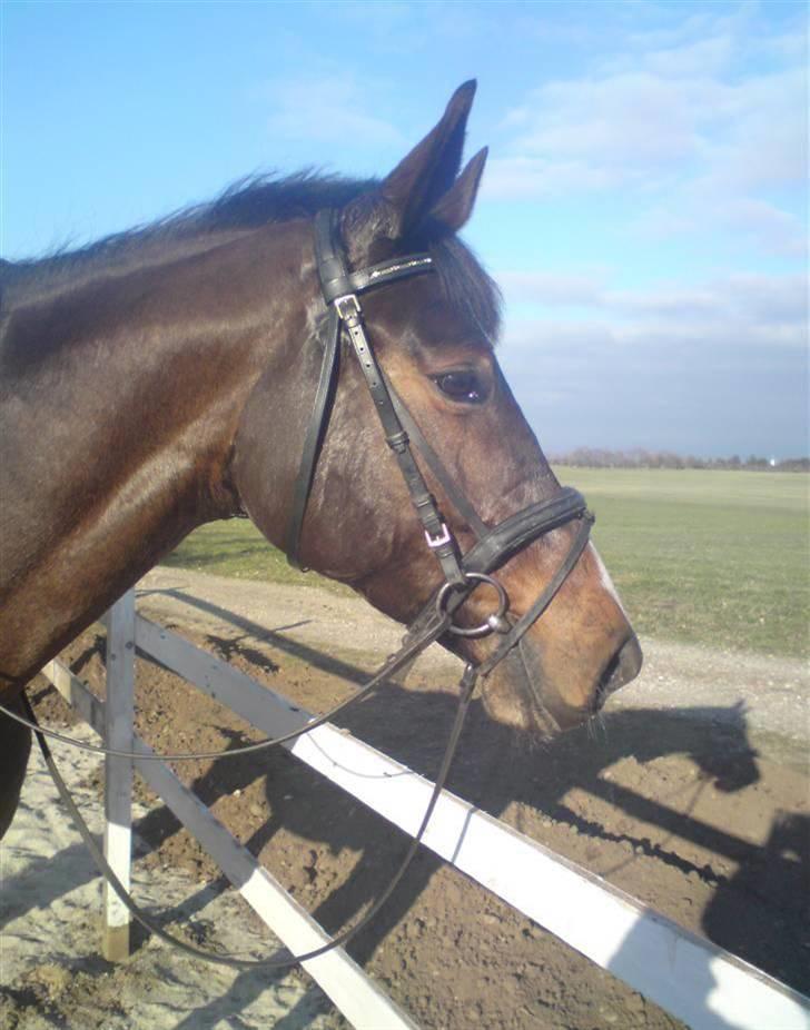 Dansk Varmblod Anneksgårds Feline billede 6