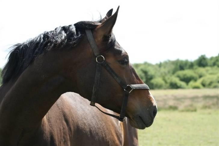 Dansk Varmblod Anneksgårds Feline - Sommergraes sidste aar billede 7