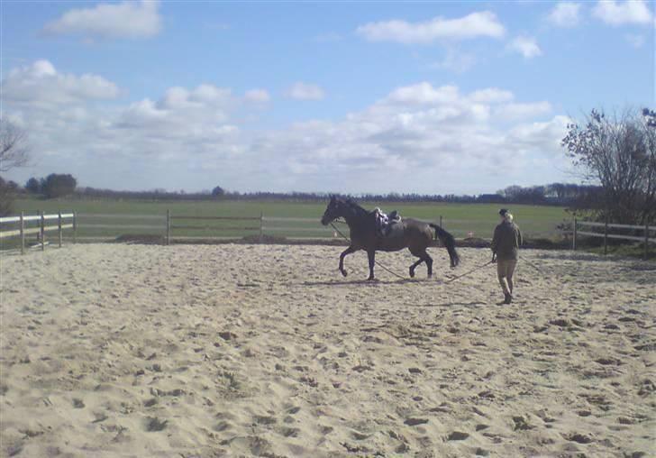 Dansk Varmblod Anneksgårds Feline billede 8