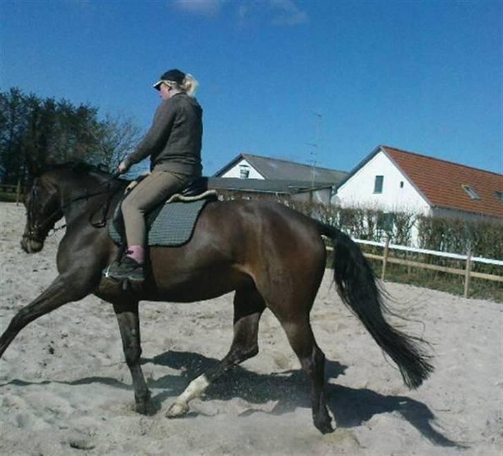 Dansk Varmblod Anneksgårds Feline billede 9