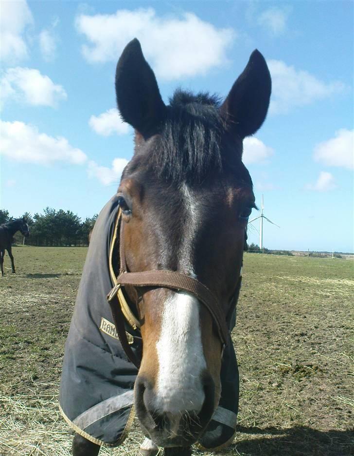 Dansk Varmblod Anneksgårds Feline billede 10