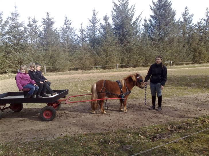 Shetlænder Sdr. Dams Hilda billede 6