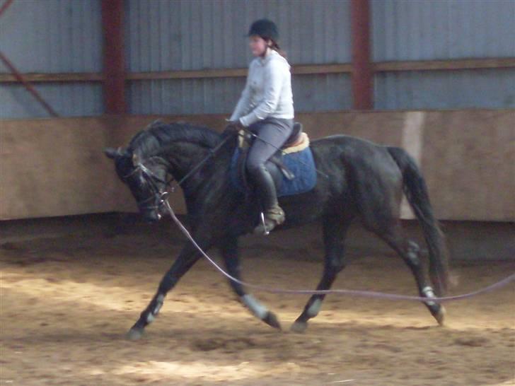 Dansk Varmblod Højbo' Mandalay BRDH - Mandalay er påbegyndt sin tilridning på Katrinelund. Hun ankom for 14 dage siden, og er her med rytter på, for 3 gang. billede 9