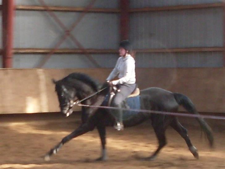 Dansk Varmblod Højbo' Mandalay BRDH - Første galop med rytter......Citat fra rytter: "rigtig god bæring og masser af luft under sig".  billede 10