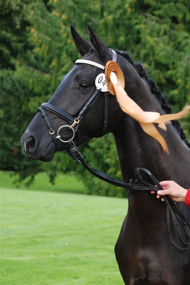 Dansk Varmblod Højbo' Mandalay BRDH - Eliteskue Vilhelmsborg 2009. Kåring: BRDH billede 14