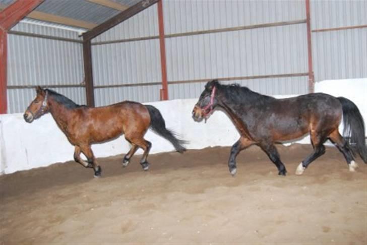 DSP Prins *har reddet* billede 3