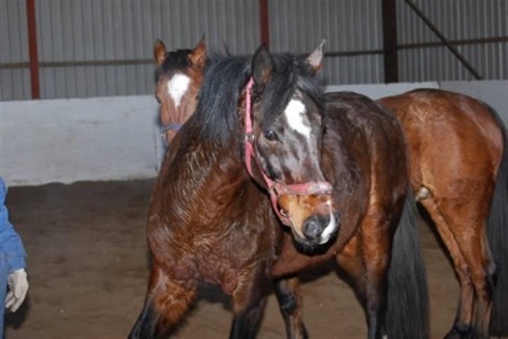 DSP Prins *har reddet* billede 4