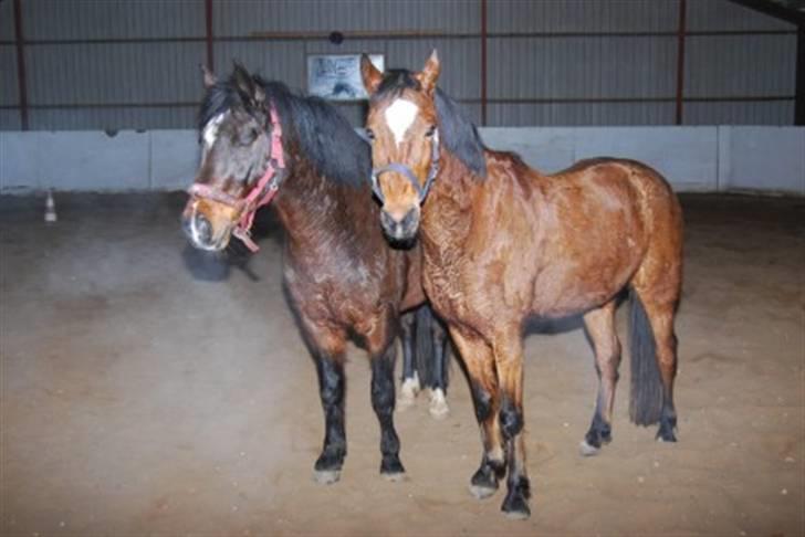 DSP Prins *har reddet* billede 5