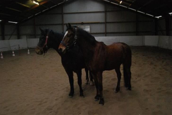 DSP Prins *har reddet* billede 7