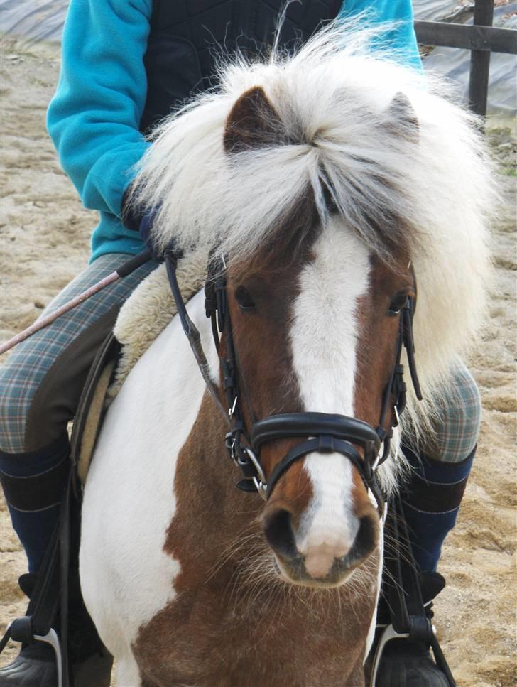 Shetlænder *Solsikke R.I.P* - solsikke`s SMUKKE hoved foto: min mor billede 18