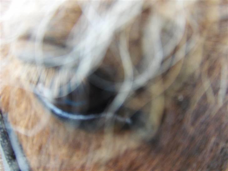 Shetlænder *Solsikke R.I.P* - solsikke`s øje heh foto: karoline billede 19