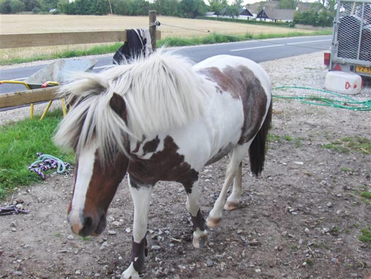 Shetlænder *Solsikke R.I.P* - farvel nu går jeg =) zez foto: min mor eller karoline billede 20