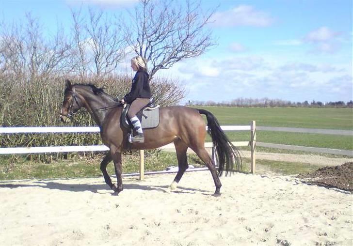 Dansk Varmblod Anneksgårds Feline billede 11