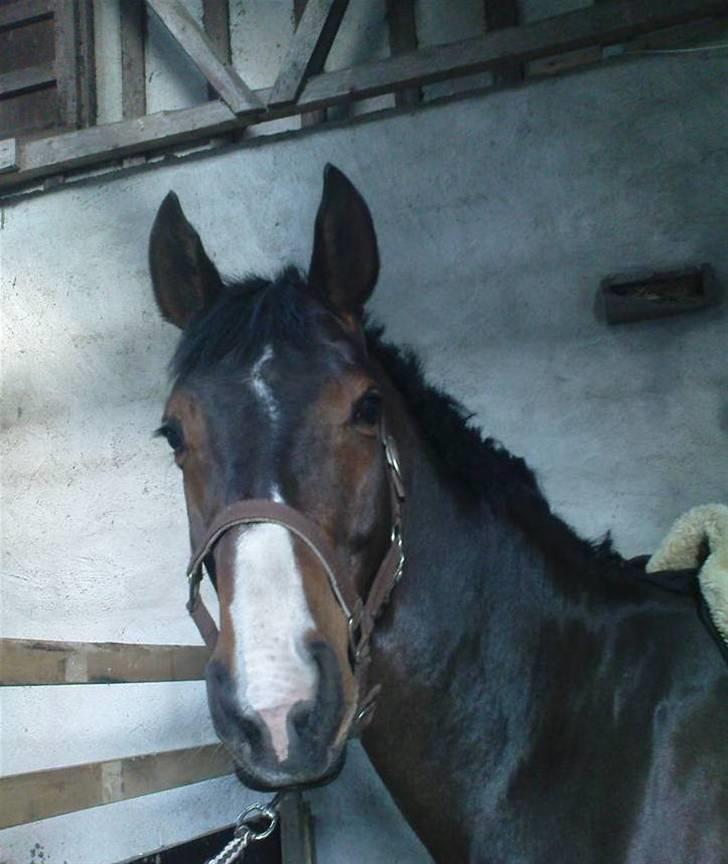 Dansk Varmblod Anneksgårds Feline billede 12