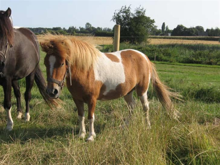 Shetlænder Quattro's Cocio - Matilde - Cocio´ mor billede 10