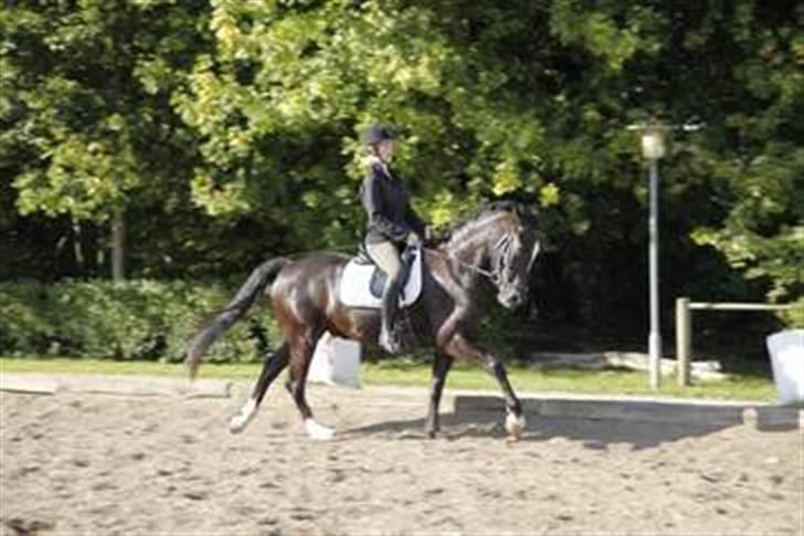 Anden særlig race Baldur (B-pony) SOLGT :'( - dressur hjemme på græset ;) billede 3