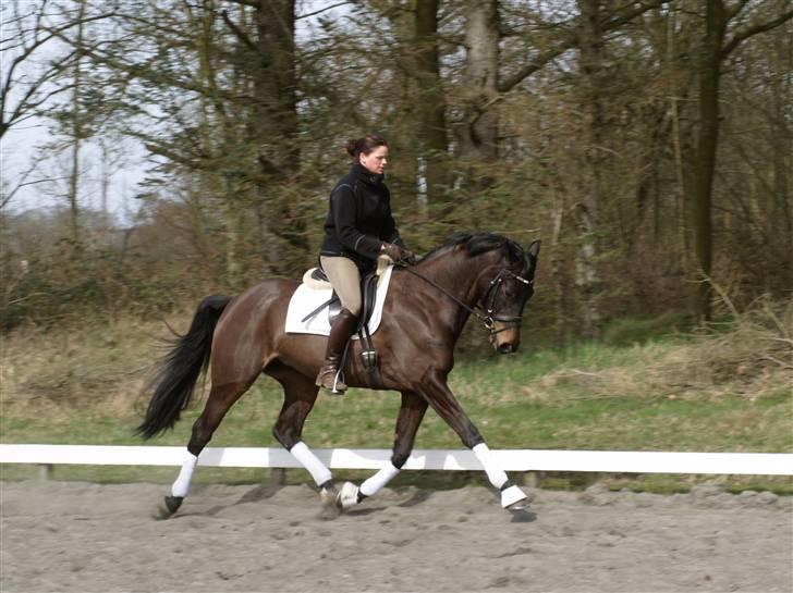 Dansk Varmblod Sundorfs Manon  - 6. april 2009, 5 år gammel billede 12