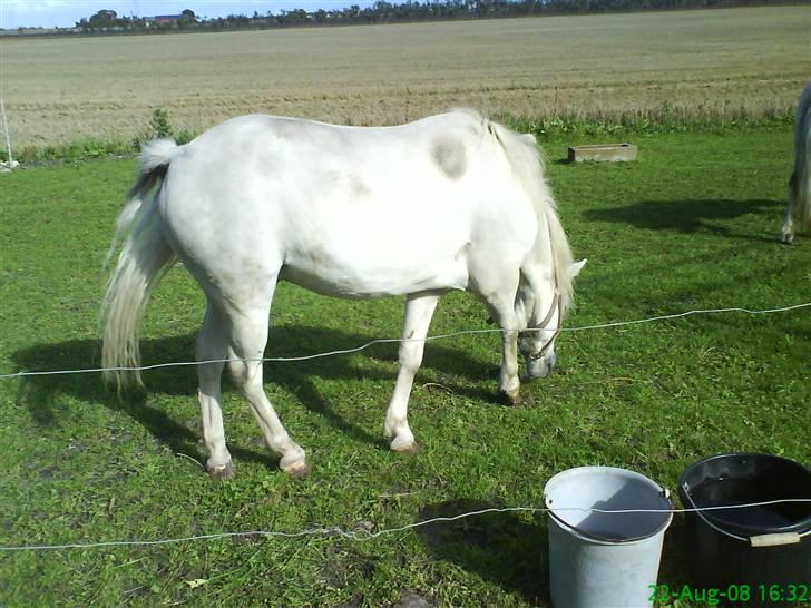 Anden særlig race Debbie - 11) Her er hun fundt optaget, og har ikke tid til at tage billede for hun spiser :b Dabbi tænker ´´Som om jeg dog gider og komme bare fordi de tager billeder?´´ - Sommergræs 2008 (; <3. billede 11