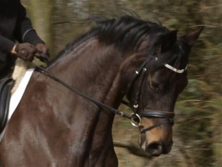 Dansk Varmblod Sundorfs Manon  - 6. april 2009 billede 13