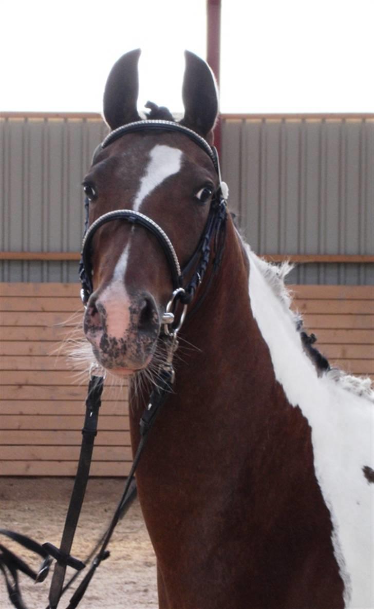 DSP Endahlgårdens Pallas  billede 1