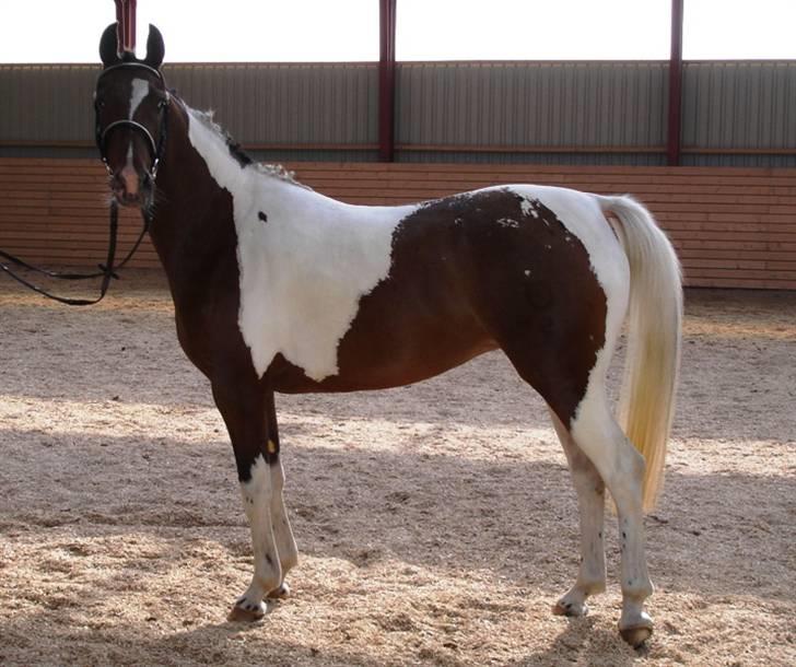 DSP Endahlgårdens Pallas  billede 2