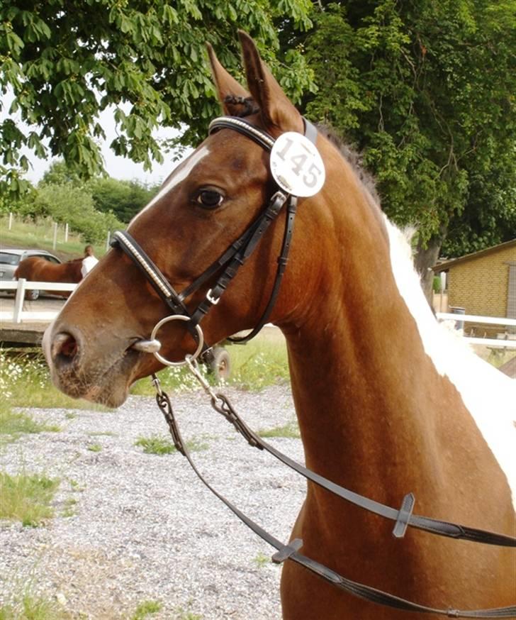 DSP Endahlgårdens Pallas  billede 3