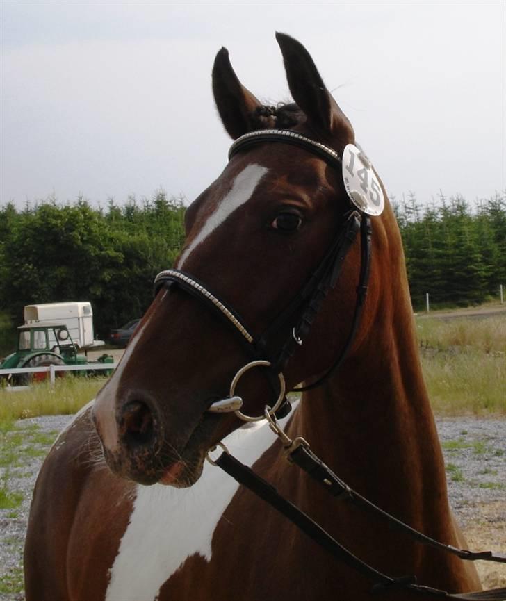 DSP Endahlgårdens Pallas  billede 4