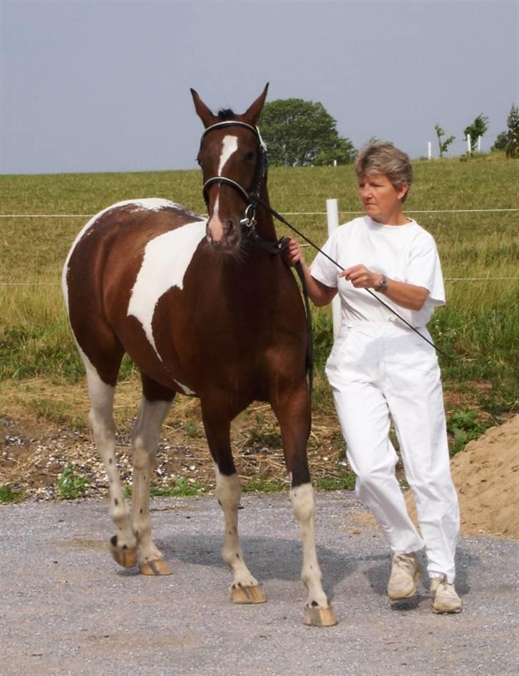 DSP Endahlgårdens Pallas  billede 5