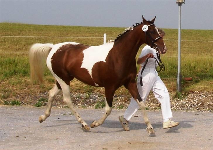 DSP Endahlgårdens Pallas  billede 6