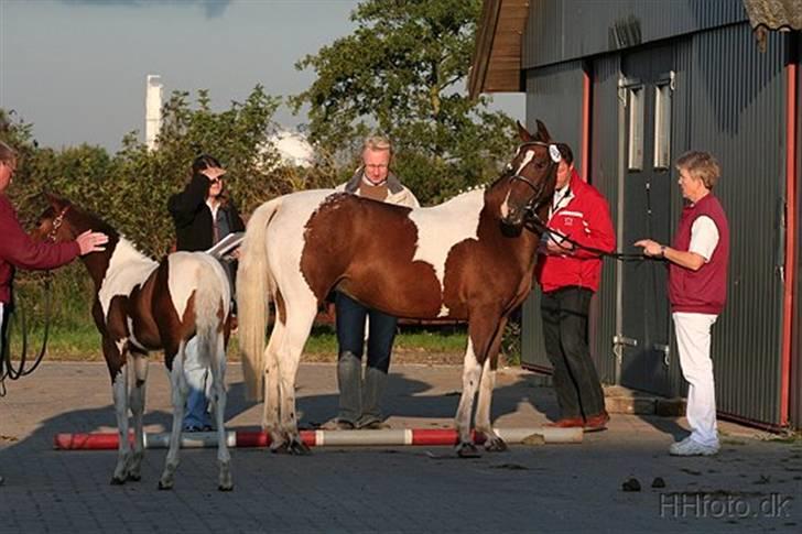 DSP Endahlgårdens Pallas  billede 7