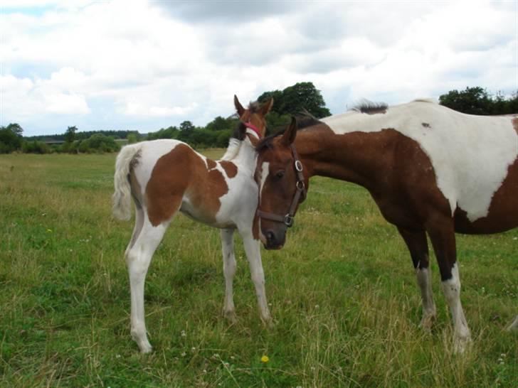 DSP Endahlgårdens Pallas  billede 8