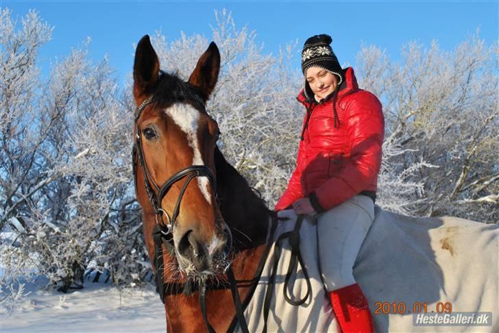 Dansk Varmblod Shirley R.I.P Fra d 21/10 billede 10