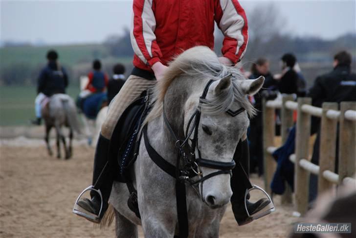 Anden særlig race Silver (Stampe) billede 10