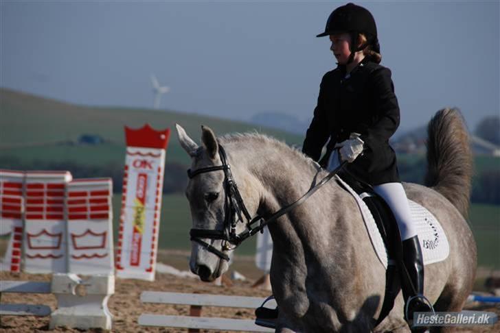 Anden særlig race Silver (Stampe) billede 11