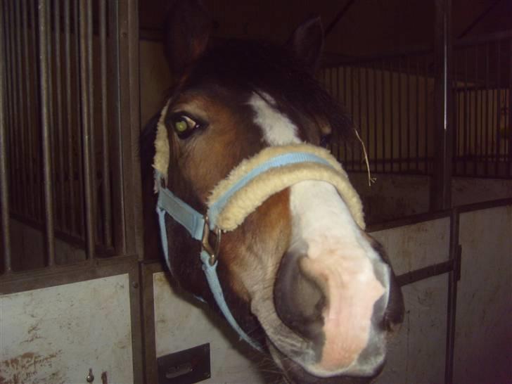 Anden særlig race Cassiopeia - ´Cassio på egholm billede 2