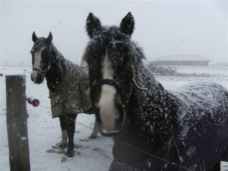 Anden særlig race Cassiopeia - Skulle man mon lave en sne hest....? billede 3