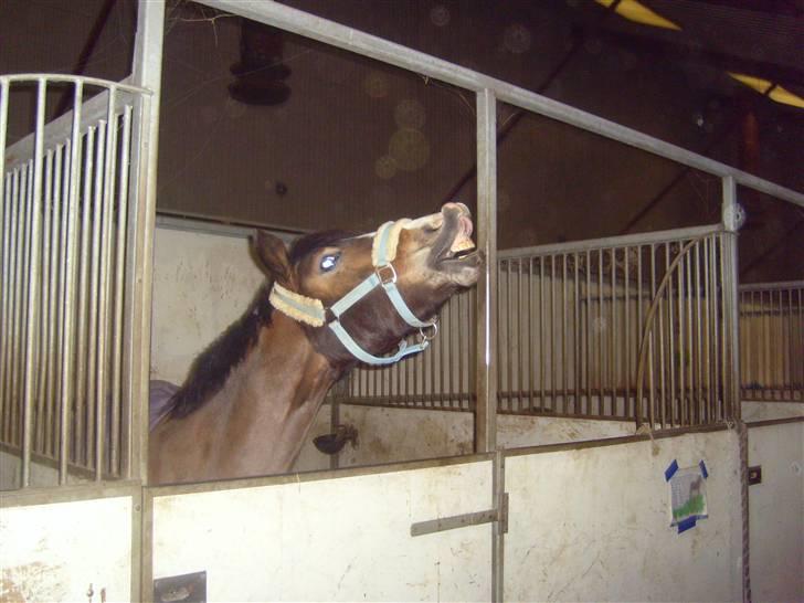 Anden særlig race Cassiopeia - wiiii!!! XD billede 4